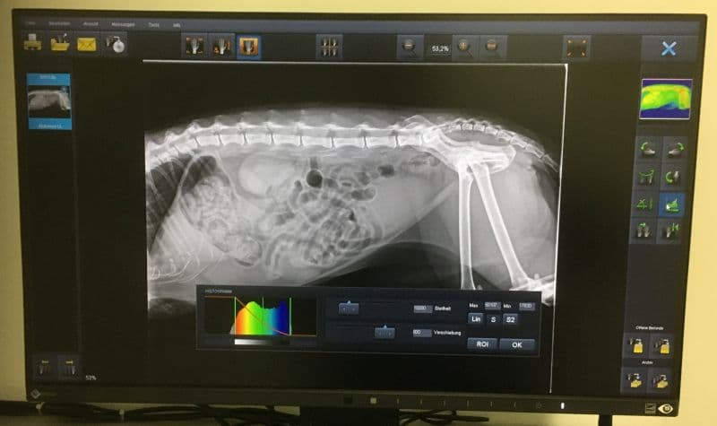 Digitales Röntgen in der Kleintierpraxis Langenzersdorf